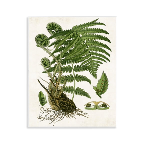 Stupell Industries Curved Ferns Study Plants & Flowers Painting Unframed Art Print Wall Art, 11 x 14