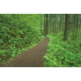 thumbnail image 2 of Majchrowicz, Alan 18x13 Black Ornate Wood Framed with Double Matting Museum Art Print Titled - Hiking Trail in Columbia River Gorge I, 2 of 4