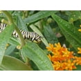 thumbnail image 3 of Butterfly Weed -Asclepias tuberosa- Native Perennial- Live Starter Plant, 3 of 4