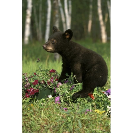 Captive Black Bear Cub Playing In Flowers Minnesota Canvas Art - Michael DeYoung  Design Pics (12 x