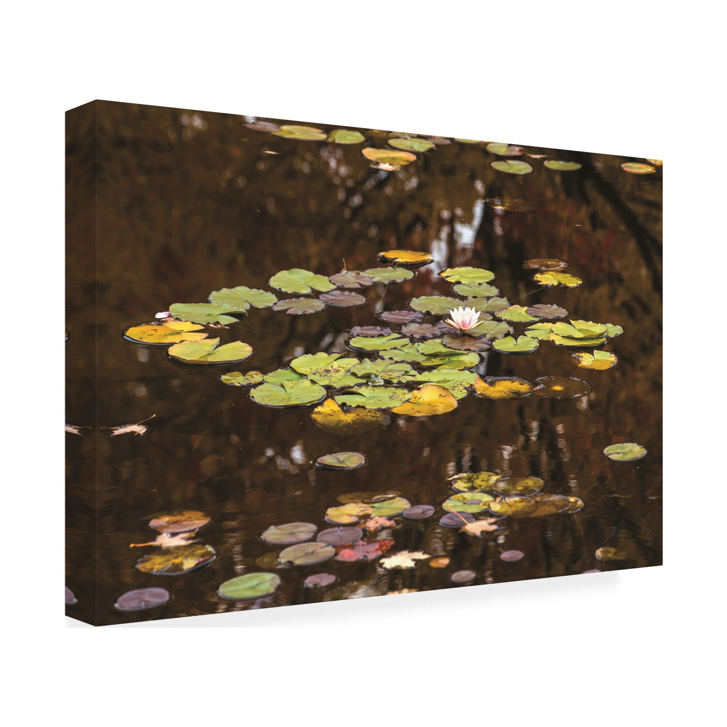 Kurt Shaffer Photographs 'The Frog And Lotus' Canvas Art