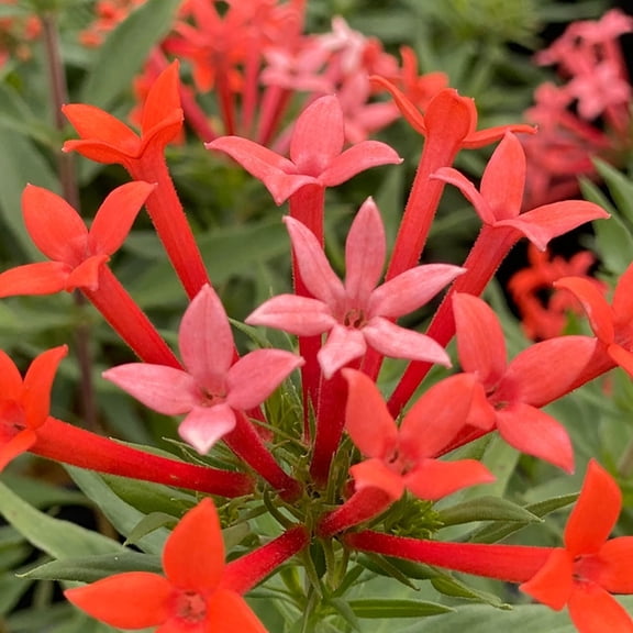Proven Winners ColorChoice 5" Orange Estrellita Little Star Firecracker Bush Live Plant in 4.5" Pot (4 Count)