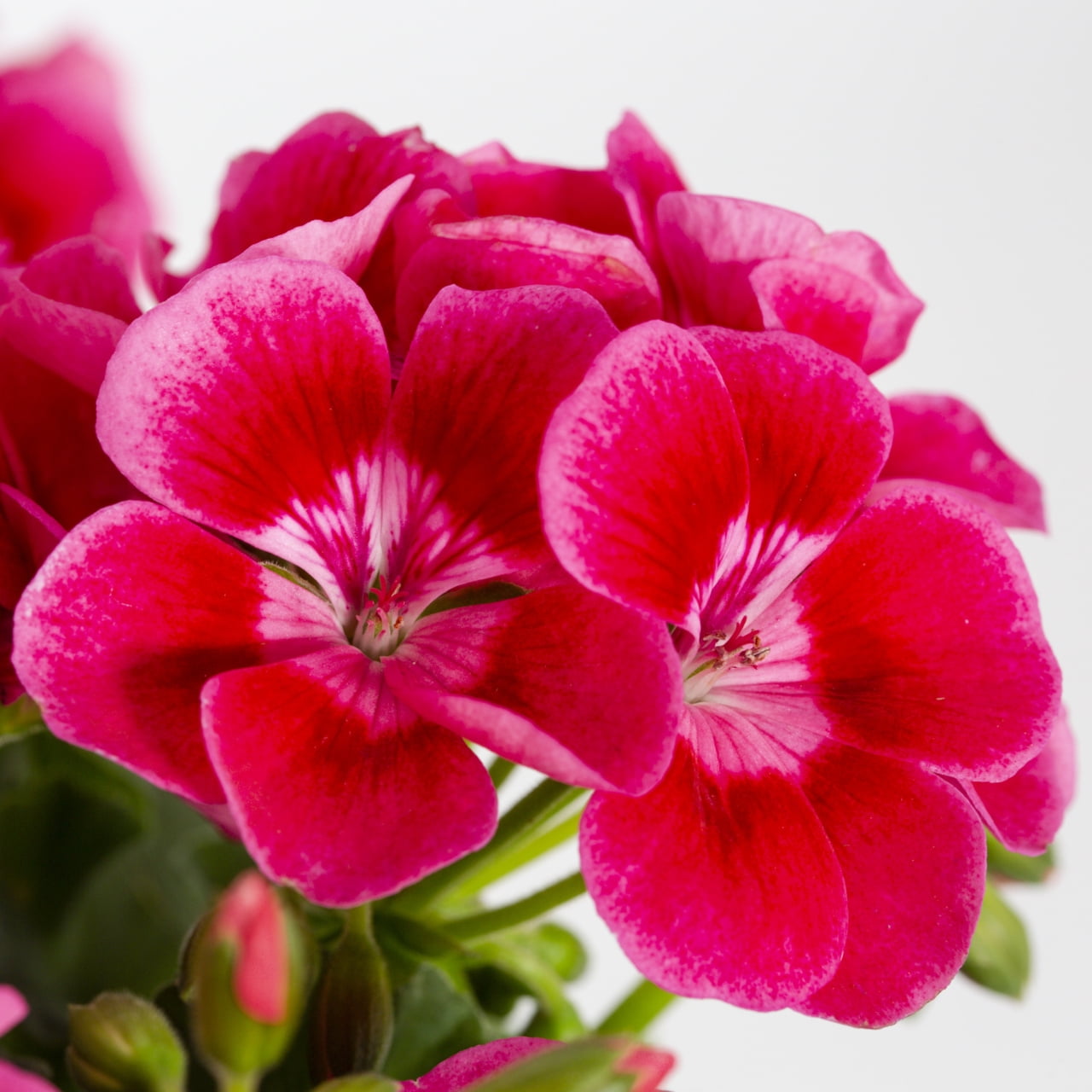Better Homes & Gardens 3QT Pink Geranium Live Annual Plant Decorative Pot Sun 2-Pack