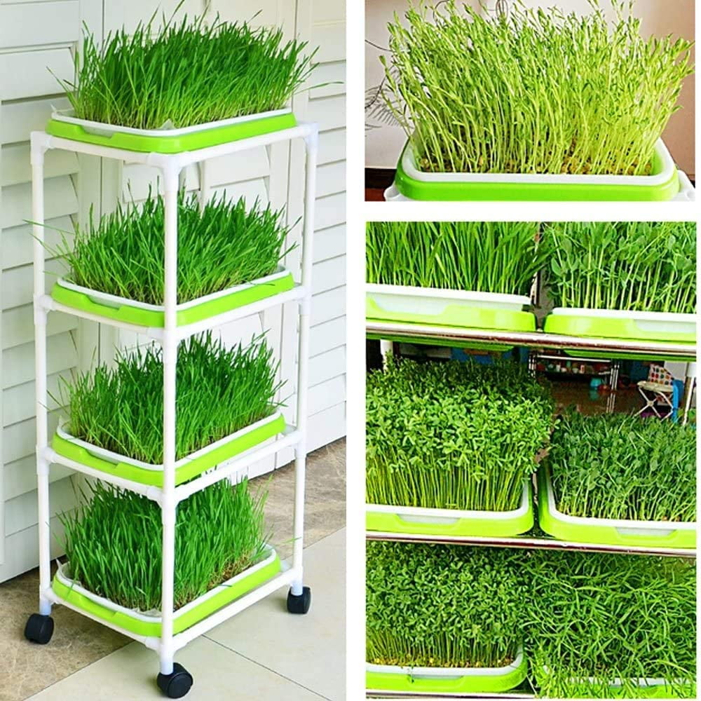 Seed Sprouter Trays with 4 Layers Shelf Soil-Free Healthy Wheatgrass Seeds Gr... 