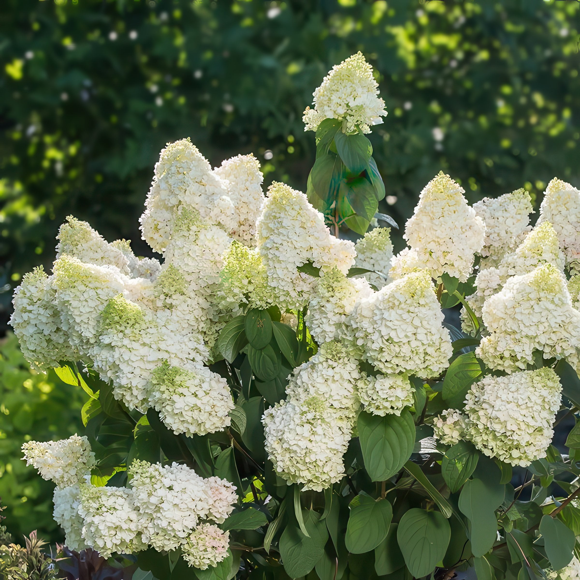 National Plant Network 2 gal. Hydrangea Little Hottie Tree
