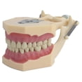 thumbnail image 3 of Dental Model Teeth Model Fit Frasaco Dental Teaching Model Standard Model With 32pcs Screw-in Teeths Demonstration j.s, 3 of 4