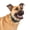 Green, variant on PetSafe Comfort Dog Collar – Adjustable Fit for Small, Medium and Large Dog Breeds – Reflective Stitching -- High-Quality Padded Materials – Built-in D-Ring – Small, Black