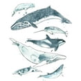 thumbnail image 2 of Vess, June Erica 20x24 Black Ornate Wood Framed with Double Matting Museum Art Print Titled - 3-UP Cetacea I, 2 of 4