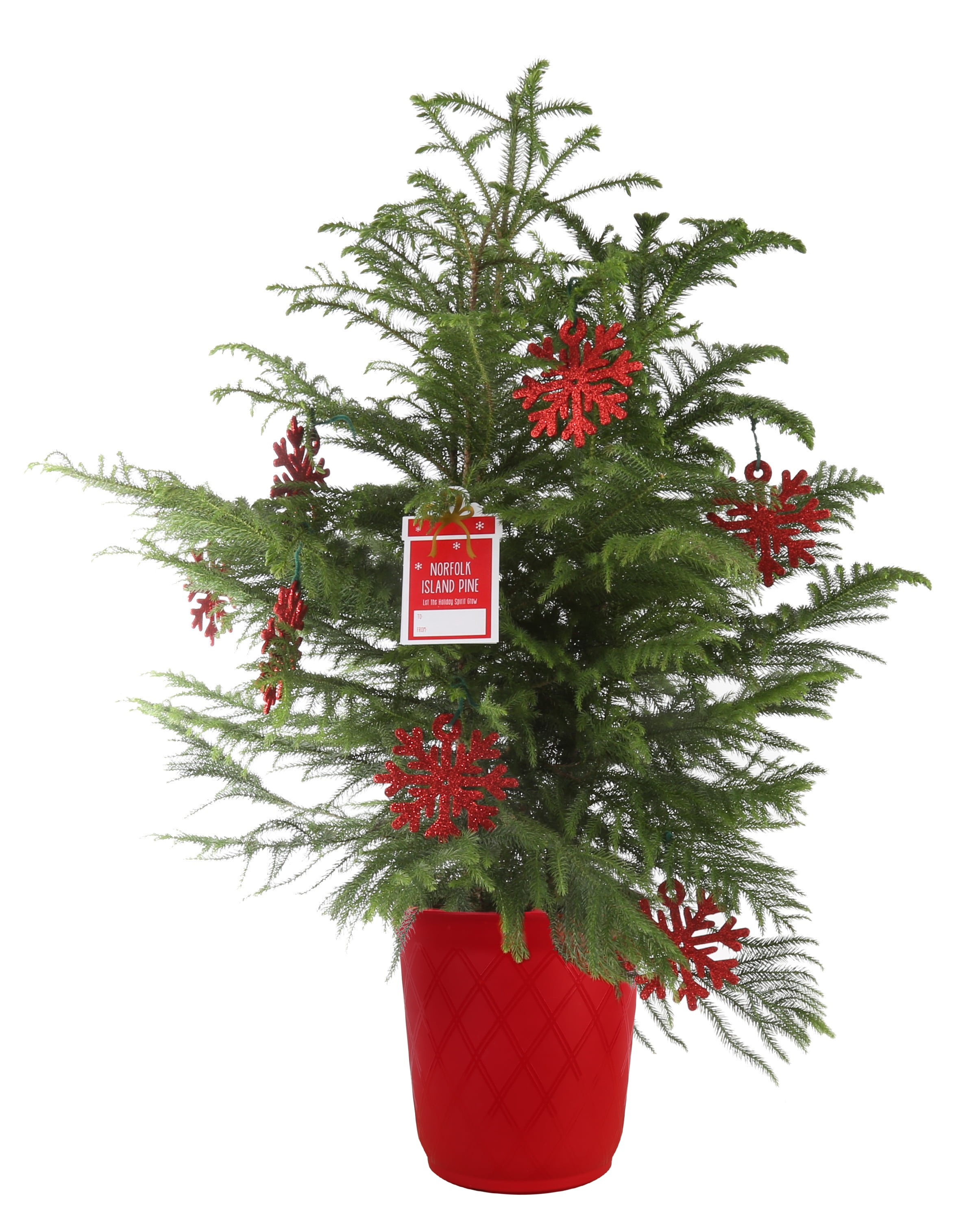 Delray Plants Indoor Holiday Norfolk Island Pine Live