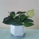 thumbnail image 2 of Toystoory Macetero de autorriego de 3 piezas, práctico dispositivo de riego de plantas, globos de riego automáticos Jardín y Patio A, 2 of 6