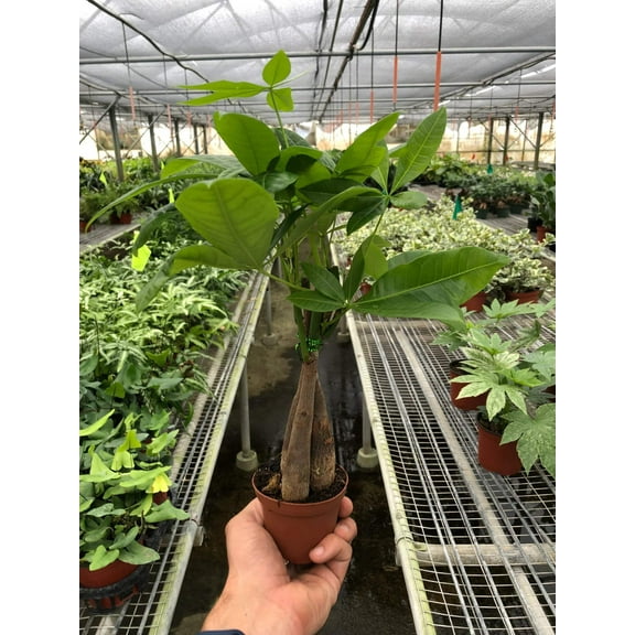 Money Tree 'Guiana Chestnut' Pachira Braid, 3" Pot, Indoor Houseplant, Easy Care, Live Plant for Indoor & Outdoor