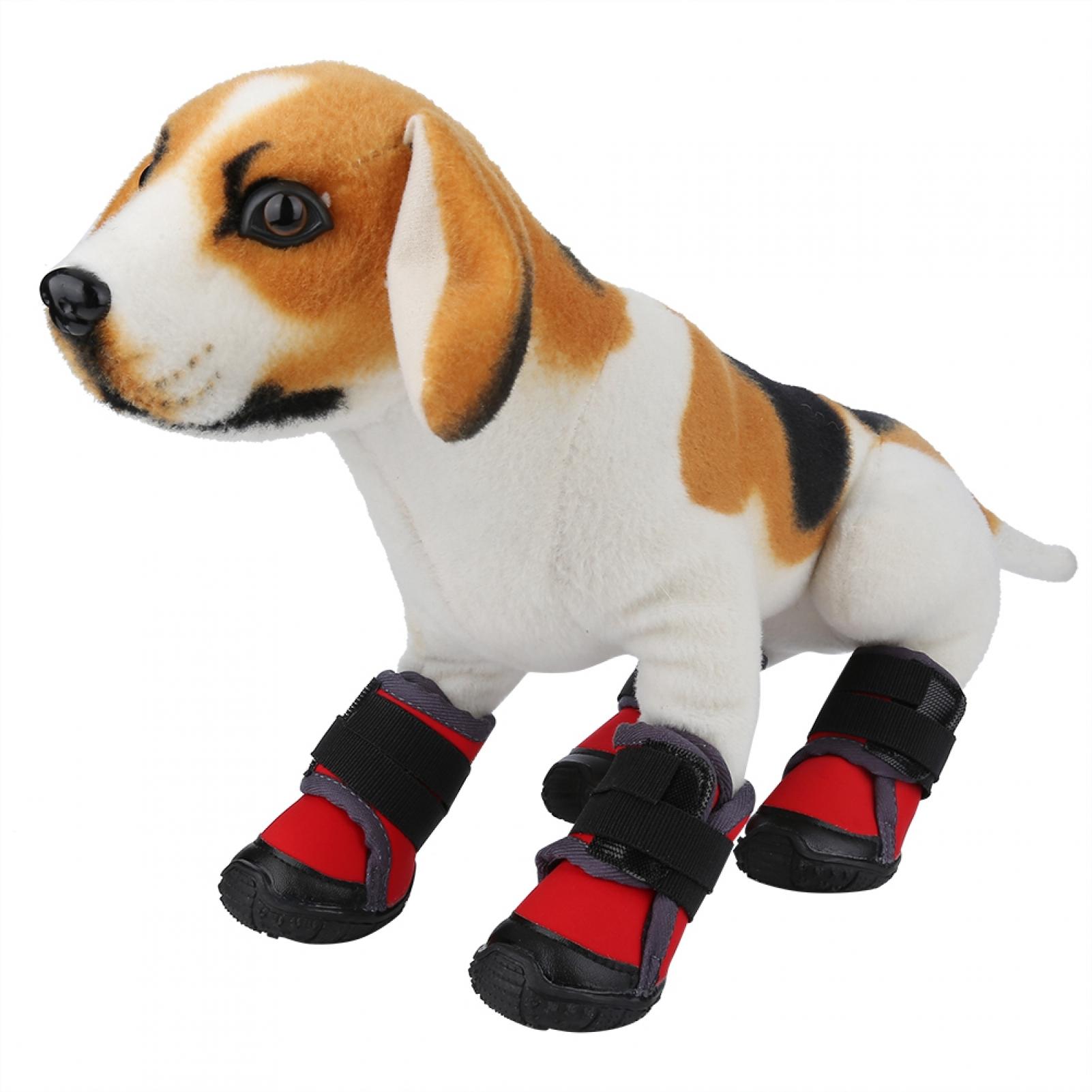 How To Train A Dog To Wear Boots