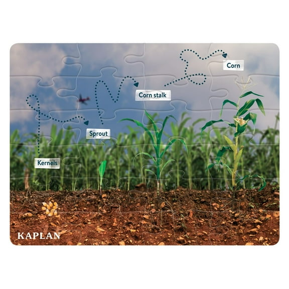 Kaplan Early Learning Company Corn Life Cycle Floor Puzzle - 24 Pieces