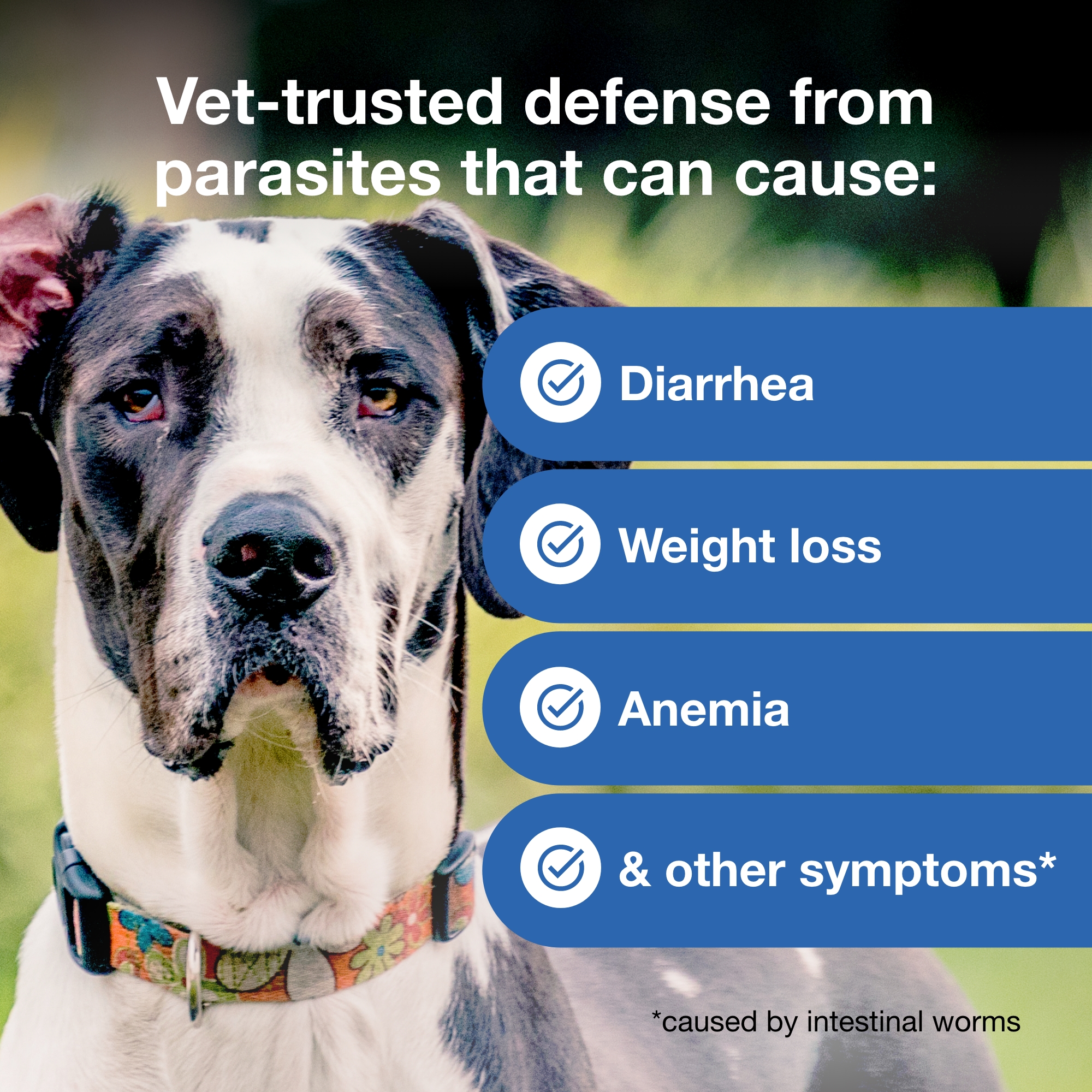 Interceptor Plus Prevention for Heartworm + 4 Other Worms for Dogs 50.1-100 lbs. 6 Chews, 6-Month Supply