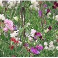 thumbnail image 3 of "Knee High Mix" Sweet Pea Flower Seeds for Planting "Knee High Mix", 25+ Seeds Per Packet Non GMO & Heirloom Seeds, Botanical Name Lathyrus odoratus, Great Home Garden Gift, 3 of 6