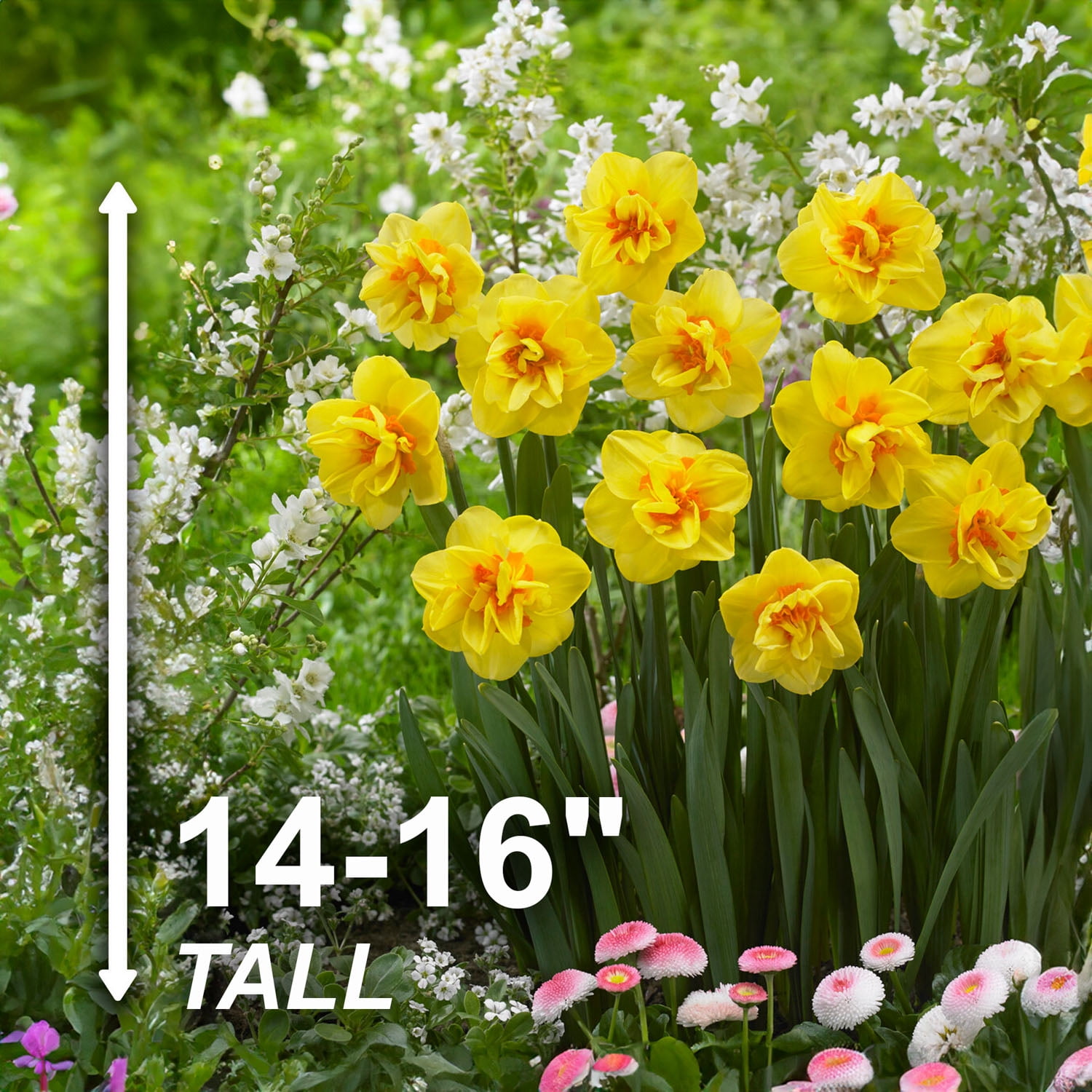 Garden State Bulb Narcissus Tahiti Double Daffodil Flower Bulbs, 16/18cm (Bag of 250)