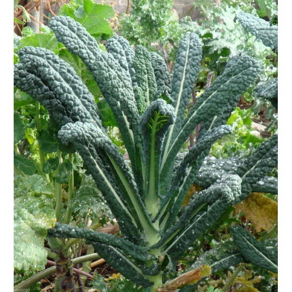 Kale Lacinato (AKA Dinosaur or Tuscan) Great Heirloom Vegetable Seeds by Seed Kingdom (1/4 Lb Seeds)