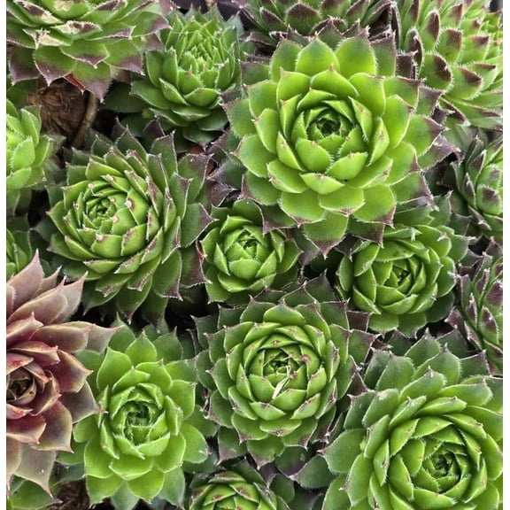 Hen's and Chick's Succulent Seeds for Planting (100 Seeds)