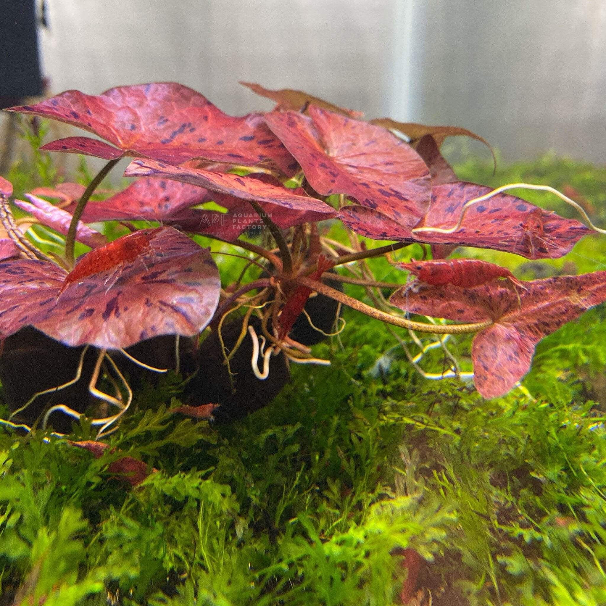 Red Tiger Lotus Aquarium Plants Factory