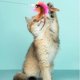 thumbnail image 3 of Cat Teaser Wand Toy Silicone Adjustable Collar, Feather With Bell, Interactive Cat Teaser For Indoor Cats Kittens Pink, 3 of 5