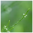 thumbnail image 4 of Everwilde Farms - 2000 White Vervain Native Wildflower Seeds - Gold Vault Seed Packet, 4 of 4