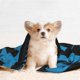 thumbnail image 4 of Manta para perros Jey Uso, manta suave y cálida, mantas para perros para niñas y niños, manta para mascotas, manta de terciopelo de doble cara para mascotas, 4 of 8