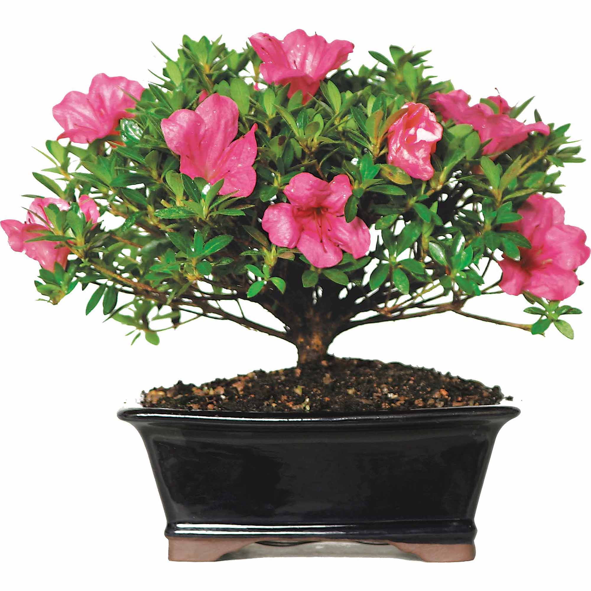 Satsuki Azalea Bonsai Tree by Brussel's Bonsai
