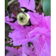 thumbnail image 4 of Cestari Kitchen Bamboo Tube & FSC Fir Bee Hotel for Native Bees, Hanging or Flat Mount, Rose Pink, 4 of 8