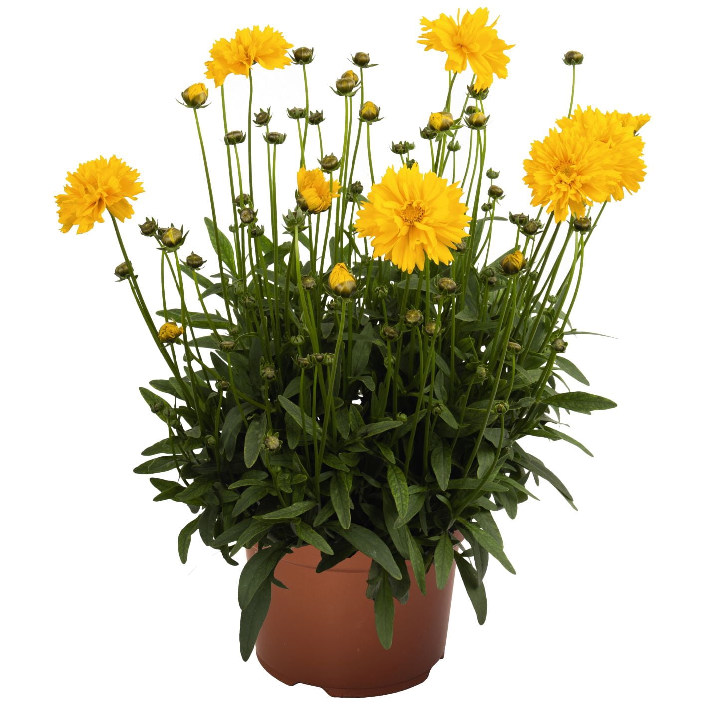 Expert Gardener 2.5 Quart Coreopsis Yellow Perennial Outdoor Live Plants