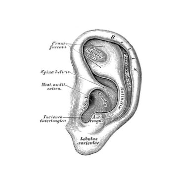 Human Anatomy Scientific Illustrations Ear Auditory System Cool Wall Art Print Poster 12x18
