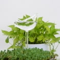 thumbnail image 4 of Automatic Plant Waterer Self Watering Globe Bird Shape Design Hand Blown Transparent Durable Clear Glass Aqua Bulb, 4 of 9
