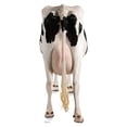 thumbnail image 2 of Advanced Graphics 1489 Cow Rear - 61" x 25" Cardboard Standup, 2 of 2