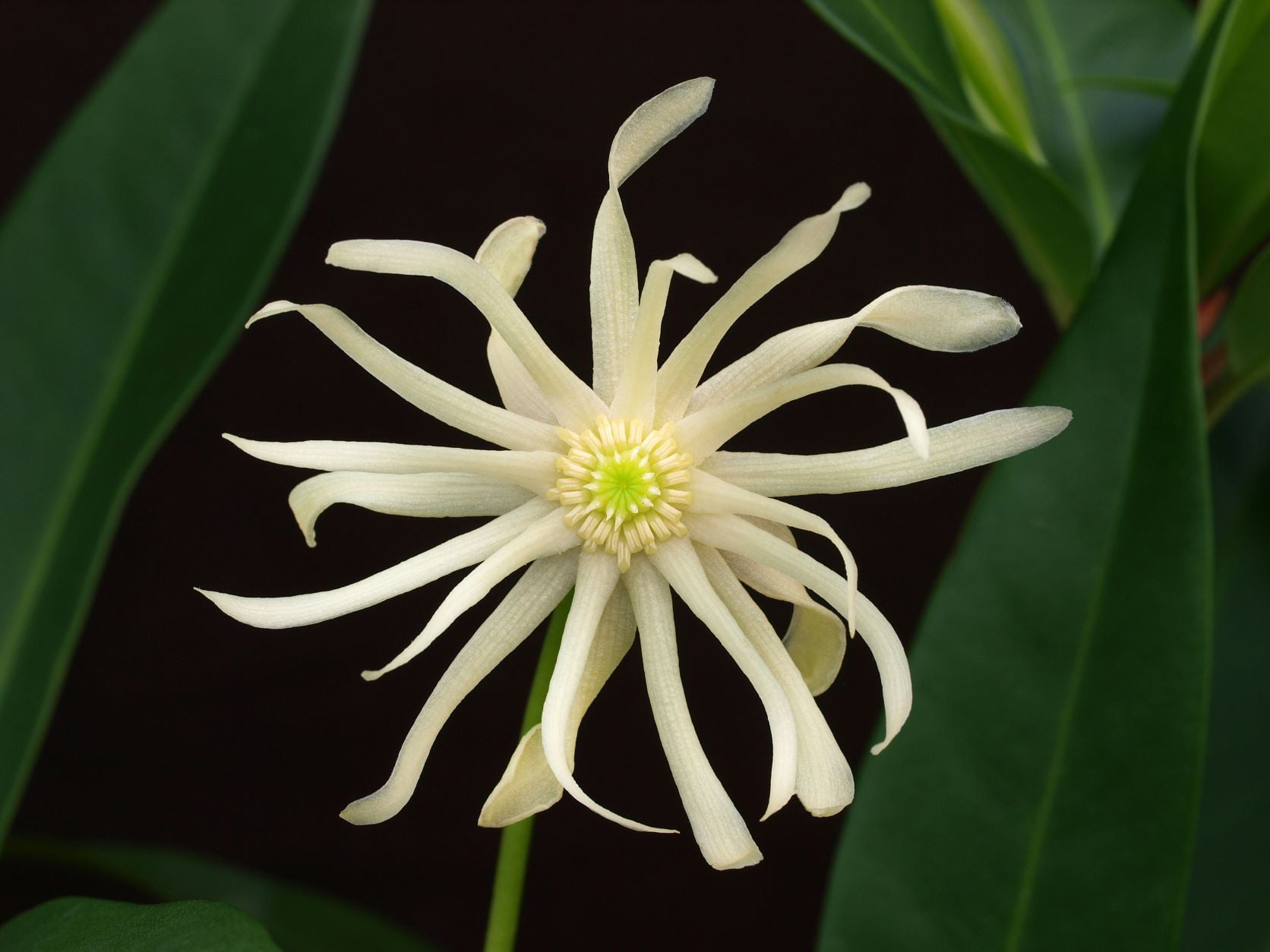 Bloomables® 2.25 gal. Star Flower Orion™ Illicium White Flowers- Live Shrub with Full Sun - 1 Piece