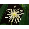 thumbnail image 2 of Bloomables® 2.25 gal. Star Flower Orion™ Illicium White Flowers- Live Shrub with Full Sun - 1 Piece, 2 of 6