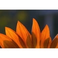 thumbnail image 2 of Posterazzi DPI1795657 Sunflower Close-Up Poster Print by Carson Ganci, 17 x 11, 2 of 4