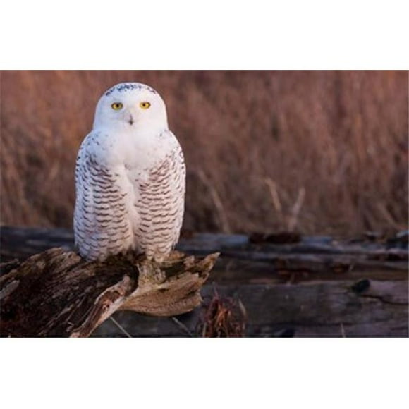 Danita Delimont PDDCN02AWO0026 Snowy Owl British Columbia Canada Poster Print by Art Wolfe, 27 x 18