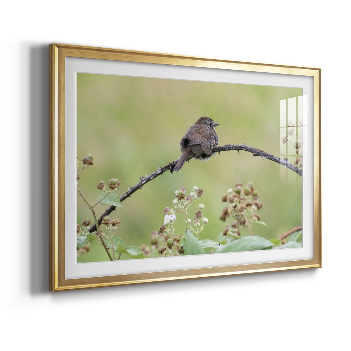 Resting Sparrow Premium Framed Print - Ready to Hang
