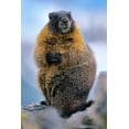 thumbnail image 2 of Fitzharris, Tim 13x18 Black Ornate Wood Framed with Double Matting Museum Art Print Titled - Yellow-bellied marmot, 2 of 4