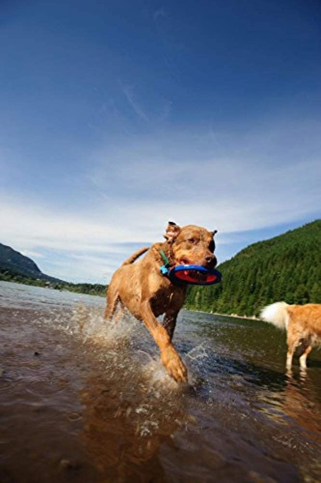 Chuckit Zipflight Amphibious Flying 6-Inch Ring Dog Fetch Toy Small - 2 Pack