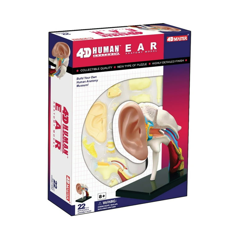 半額 50%OFFの通販 4D Walmart.com - Model Anatomy Ear Human 立体パズル