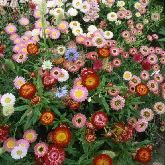 Outsidepride Everlasting Wild Flowers - 10000 Seeds