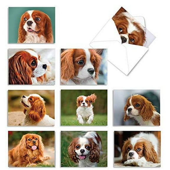 The Best Card Company - 10 Adorable Blank Dog Cards (4 x 5.12 Inch) - Pet Dog Breed Assortment, Boxed - Cavalier King Charles AM6831OCB-B1x10