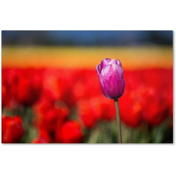 Trademark Fine Art "Purple Tulip" Canvas Art by Pierre Leclerc