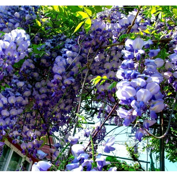 10 American Wisteria Seeds Wisteria frutescens