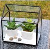 WGV International House Glass Terrarium