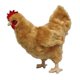 thumbnail image 4 of Adore 12"" Standing Buffy The Hen Chicken Peluche de juguete de peluche, 4 of 4