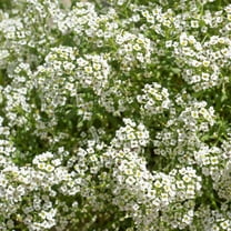 Alyssum Carpet of Snow Seeds - 1 Oz - Annual Flower Garden Seeds - Approx 90,000 Seeds - White Blooms - Lobularia maritima