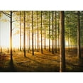 thumbnail image 2 of Nawrocke, Bruce 18x15 Black Ornate Wood Framed with Double Matting Museum Art Print Titled - Sunrise In The Woods, 2 of 4