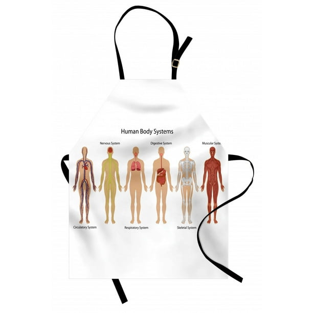 Human Anatomy Apron Human Body with Central Nervous Network Skeleton