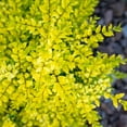 thumbnail image 3 of Brighter Blooms - Southern Living® Sunshine Ligustrum Shrub, 2 gal - No Shipping to AK, AZ, HI, OR, 3 of 7